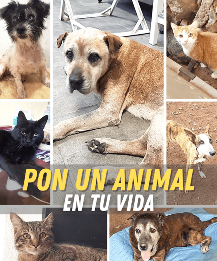 La iniciativa nace con el fin de mejorar la convivencia entre los seres humanos y los animales / TA